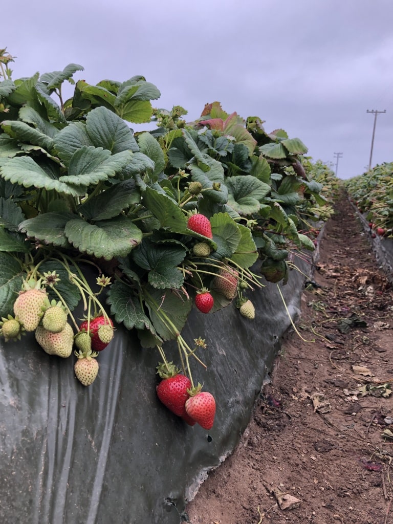 strawberry field in california