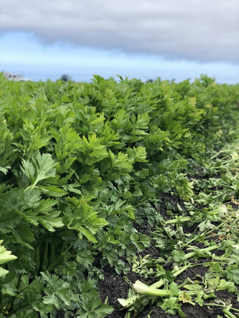 celery field california