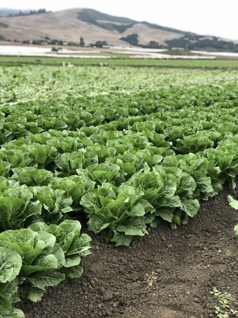 romaine field in california