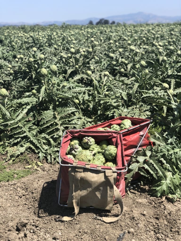 artichoke field california