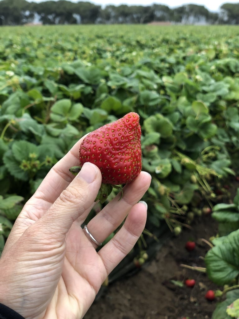 strawberry field in california