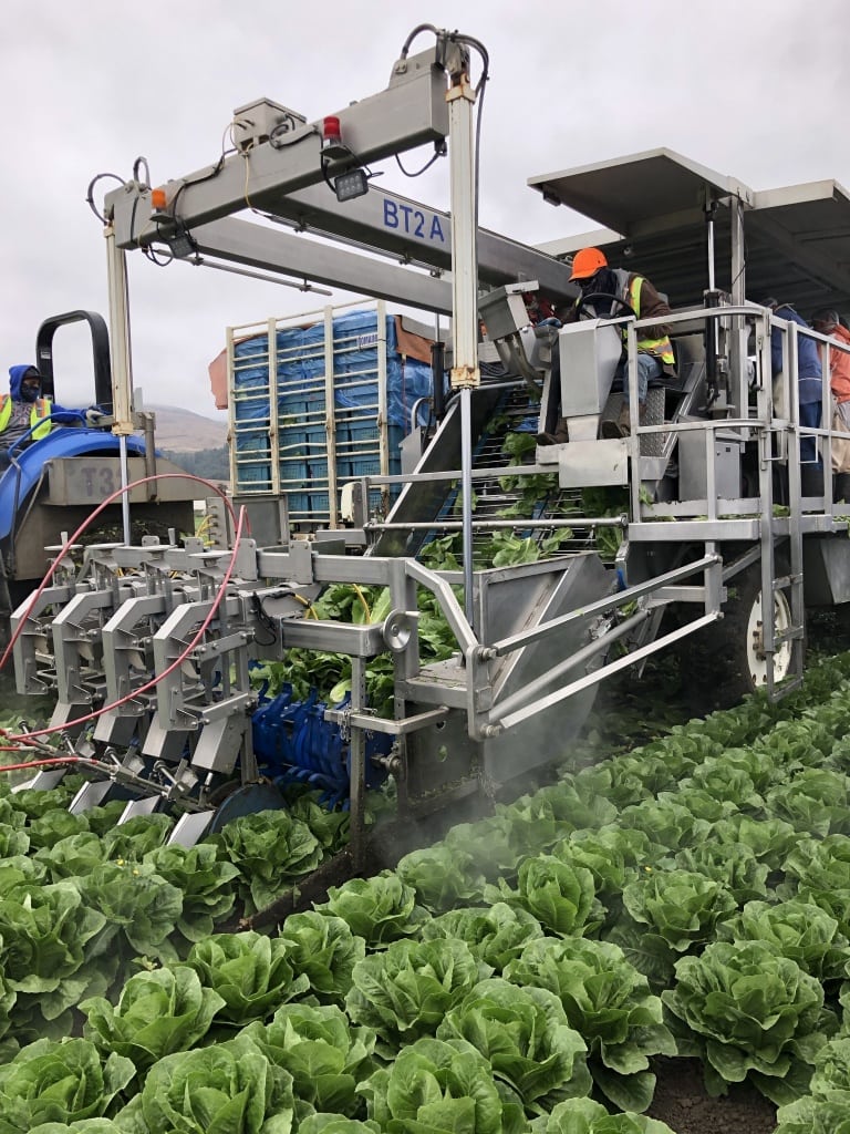 romaine water cutting machine