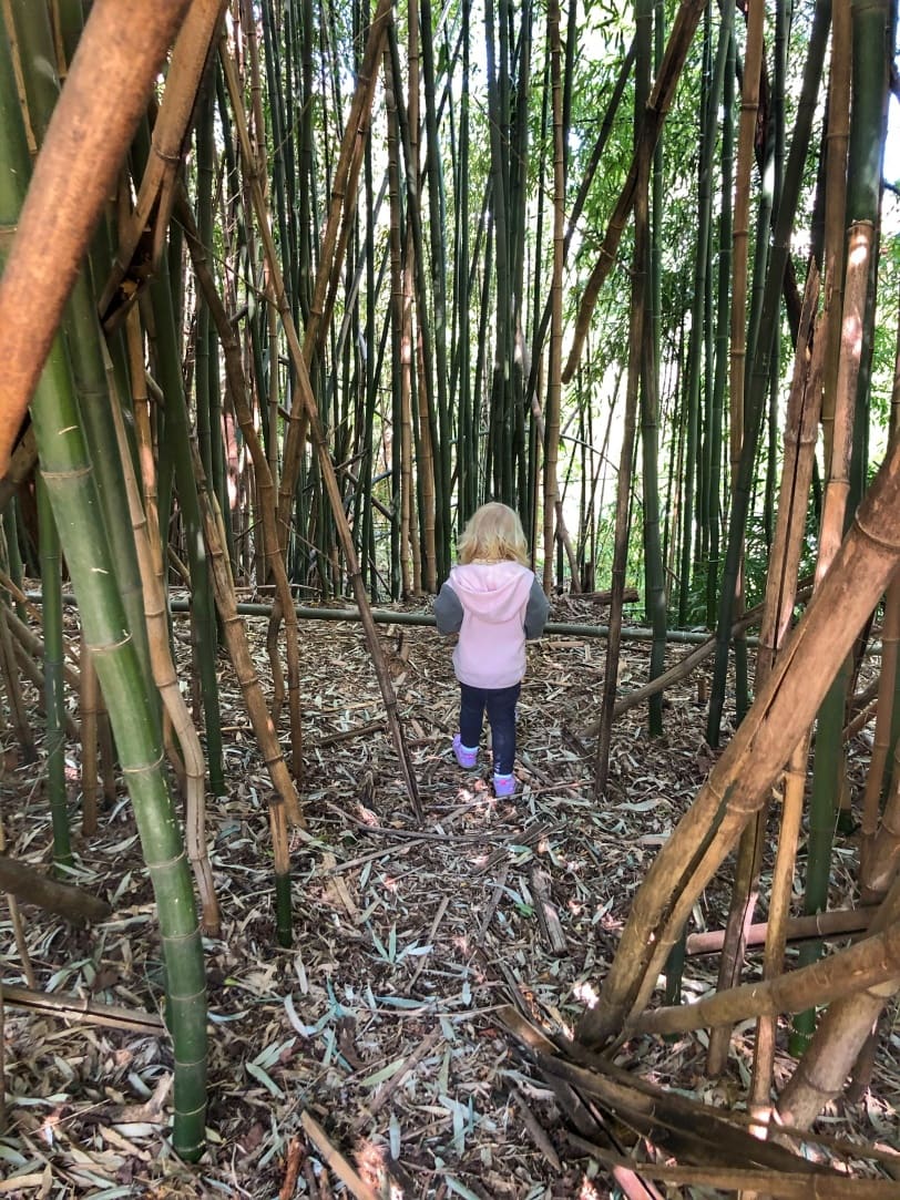 exploring the bamboo forest