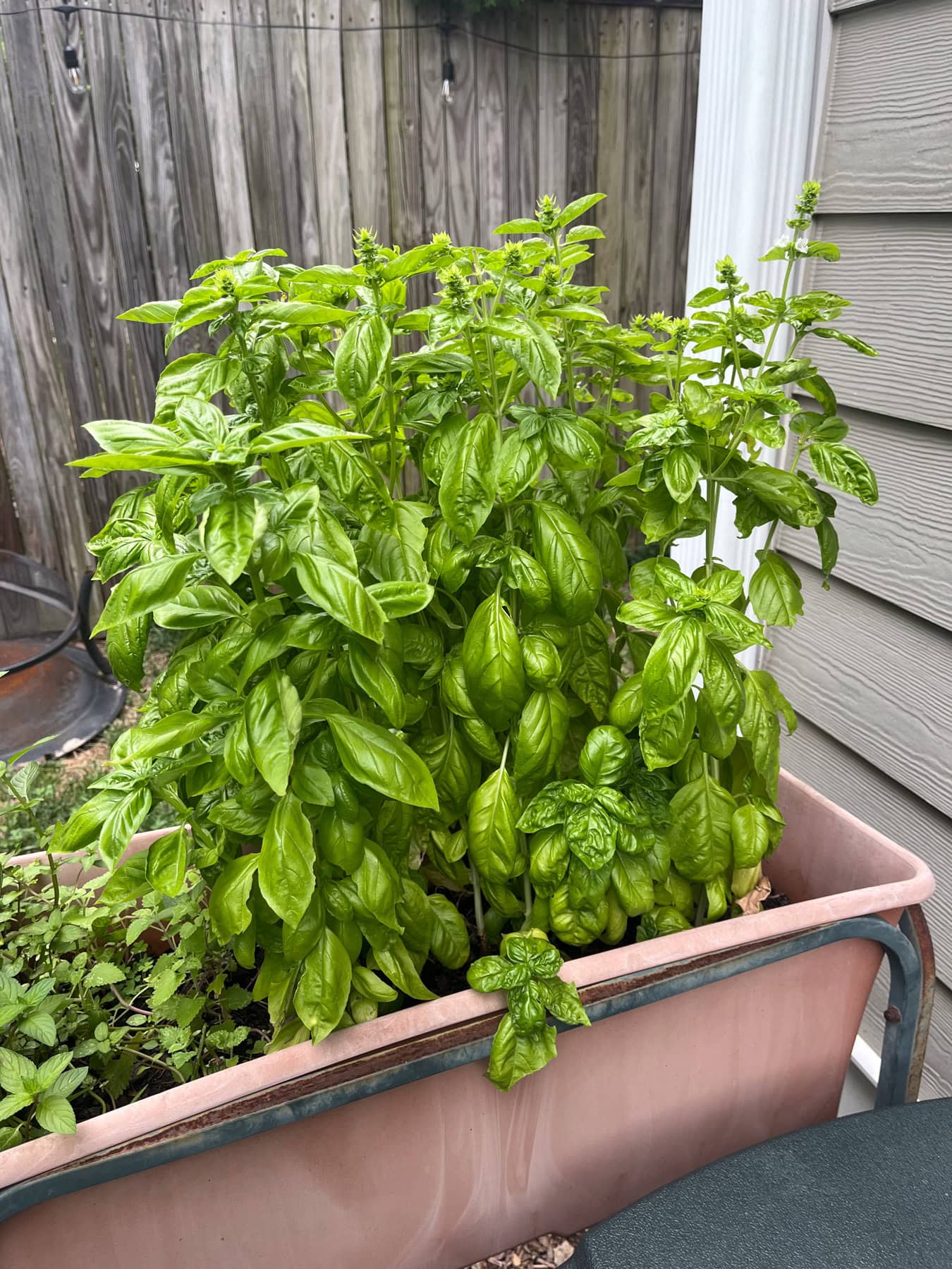 basil plant